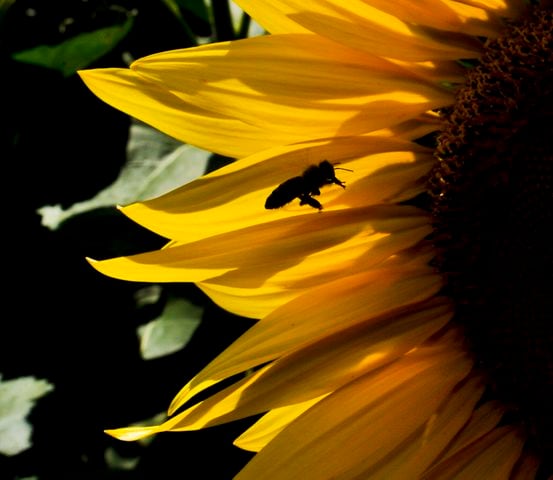 Yellow Springs Sunflowers