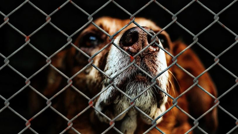 A dog who was found abused and near death in Los Angeles was likely beaten and spray-painted as part of a gang initiation, according to authorities.