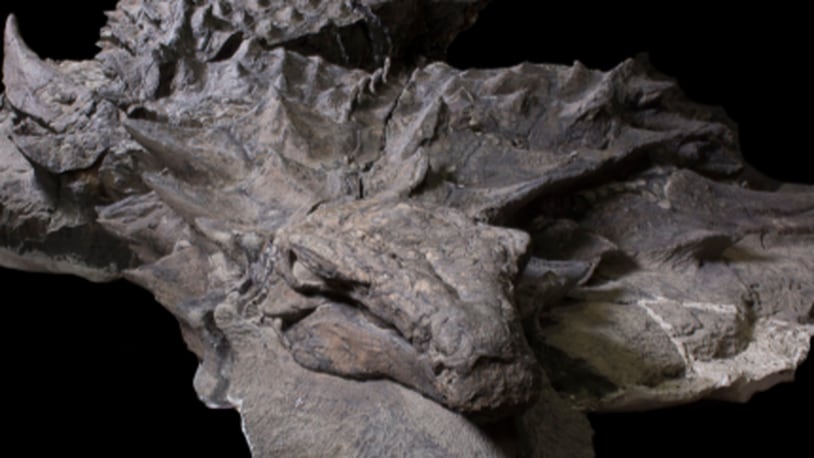 A well preserved dinosaur is on display at the Royal Tyrrell Museum in Canada. (Photo: Royal Tyrrell Museum)