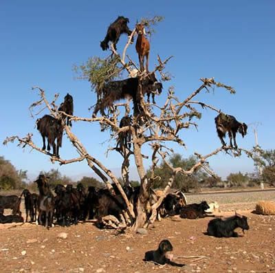 Morocco's Climbing Goats