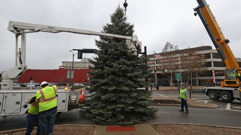 City of Springfield workers cut and placed the city’s holiday tree Tuesday morning on the esplanade. The tree was a memorial tree donated by South Vienna. BILL LACKEY/STAFF