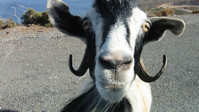 File photo of a goat