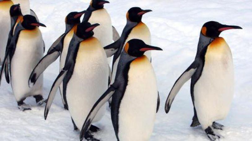 King penguins.  (Photo by Junko Kimura/Getty Images)