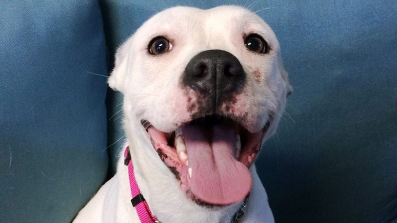 Phoenix smiles for her adoption photos (Florida Keys SPCA via Palm Beach Post)