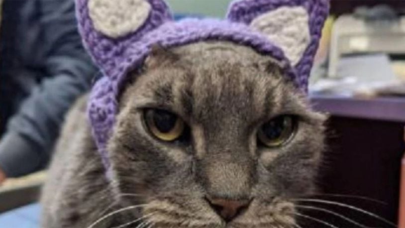 Lady in a Fur Coat sports her new crocheted purple ears, created by a worker at the Dane County Humane Society.
