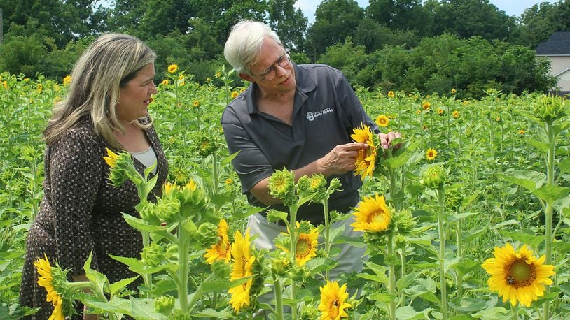 Leanne Castillo with National Trail Parks and Recreation and Steve Schlather with Keep Clark County Beautiful enjoy the Sun Flower Field on Euclid Ave. in Springfield. JEFF GUERINI/STAFF