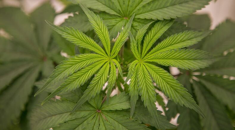 Marijuana plants inside Buckeye Relief’s 25,000-square-foot facility in Eastlake, Ohio. DAVID PETKIEWICZ/ADVANCE OHIO MEDIA