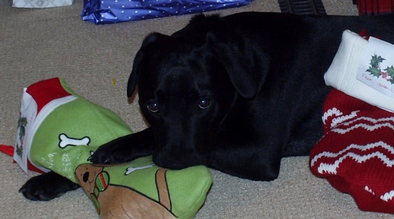 A puppy named Teddy checks out his holiday gifts. CONTRIBUTED