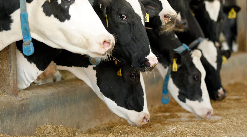 Holstein dairy cattle at the Buschur Dairy Farm in Darke County.  Some counties in Ohio have seen a decline in the number of dairy farms in the past few years.   TY GREENLEES / STAFF