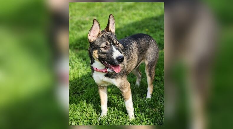 Meet Violet! She is a 40 lb., Husky mix, around 1.5 years old. She is truly just an all-around gem. Aside from being beautiful, she is also very intelligent, inquisitive, and attentive. She would rather have your love and companionship than play with toys, as she isn’t much into them. However, she sure loves being with people and exploring outdoors. Her adoption fee is $22, as she is the pet of the week. That includes her spay, vaccines, microchip, dog license, and a free vet check. Call 937-521-2140, if you are interested in meeting her. Clark County Dog Shelter is at 5201 Urbana Road, Springfield. CONTRIBUTED