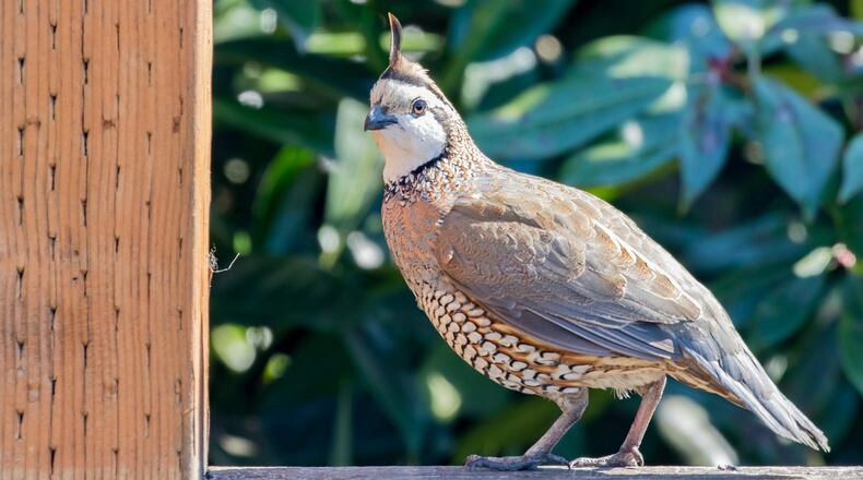 The Bobwhite quail population on Ohio has been declining due to a lack of habitat space and changes to agriculture practices. iSTOCK/COX