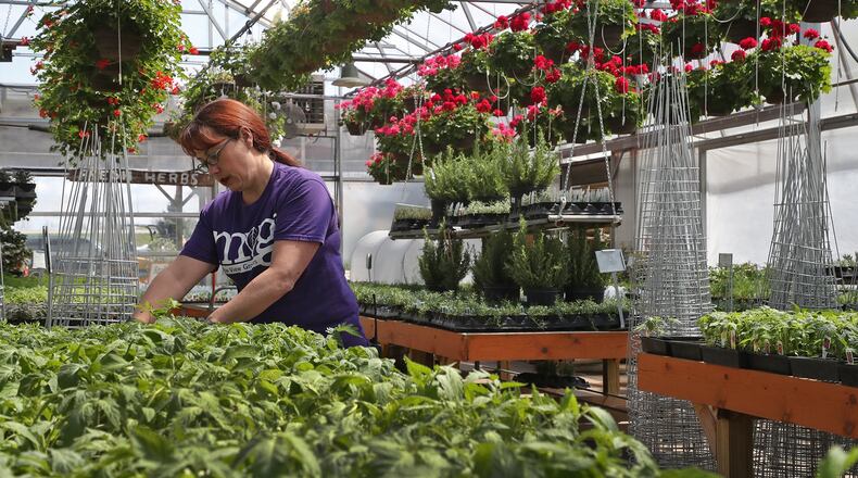 Bryna Chandler works with the tomato plants in one of the greenhouses at Meadow View Growers in New Carlisle Thursday. BILL LACKEY/STAFF