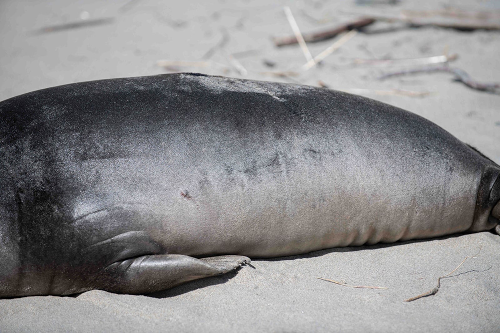 This photo provided by Gregory G Miller shows a stabbed seal pup on a beach in Neskowin, Ore., on March 27, 2025, a day after it was attacked. (Gregory G Miller via AP)