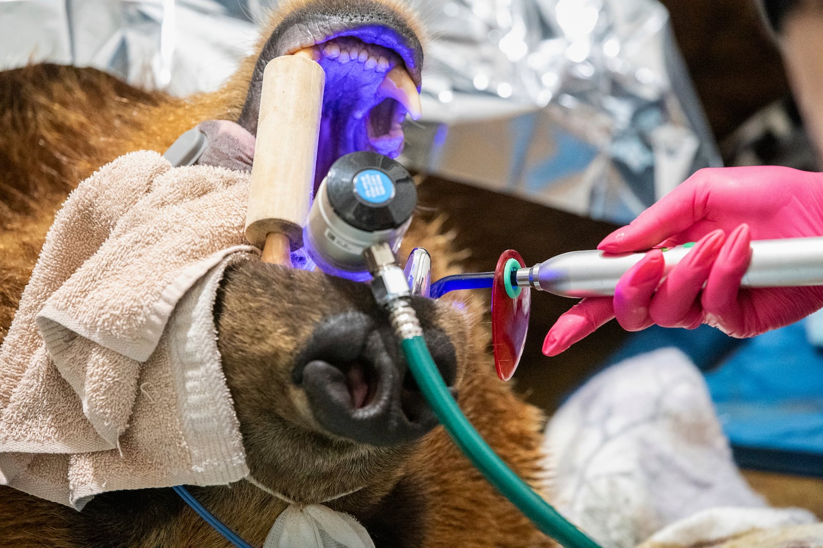 In this image provided by the Lake Superior Zoo, Tundra, a 6-year old Alaskan brown bear, under goes a procedure for a new metal canine tooth, Monday June 23, 2025, at the zoo in Duluth, Minn. (Lake Superior Zoo via AP)
