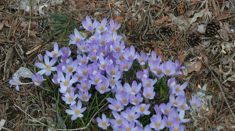 Spring blooming bulbs such as crocus should be planted as soon as possible. CONTRIBUTED