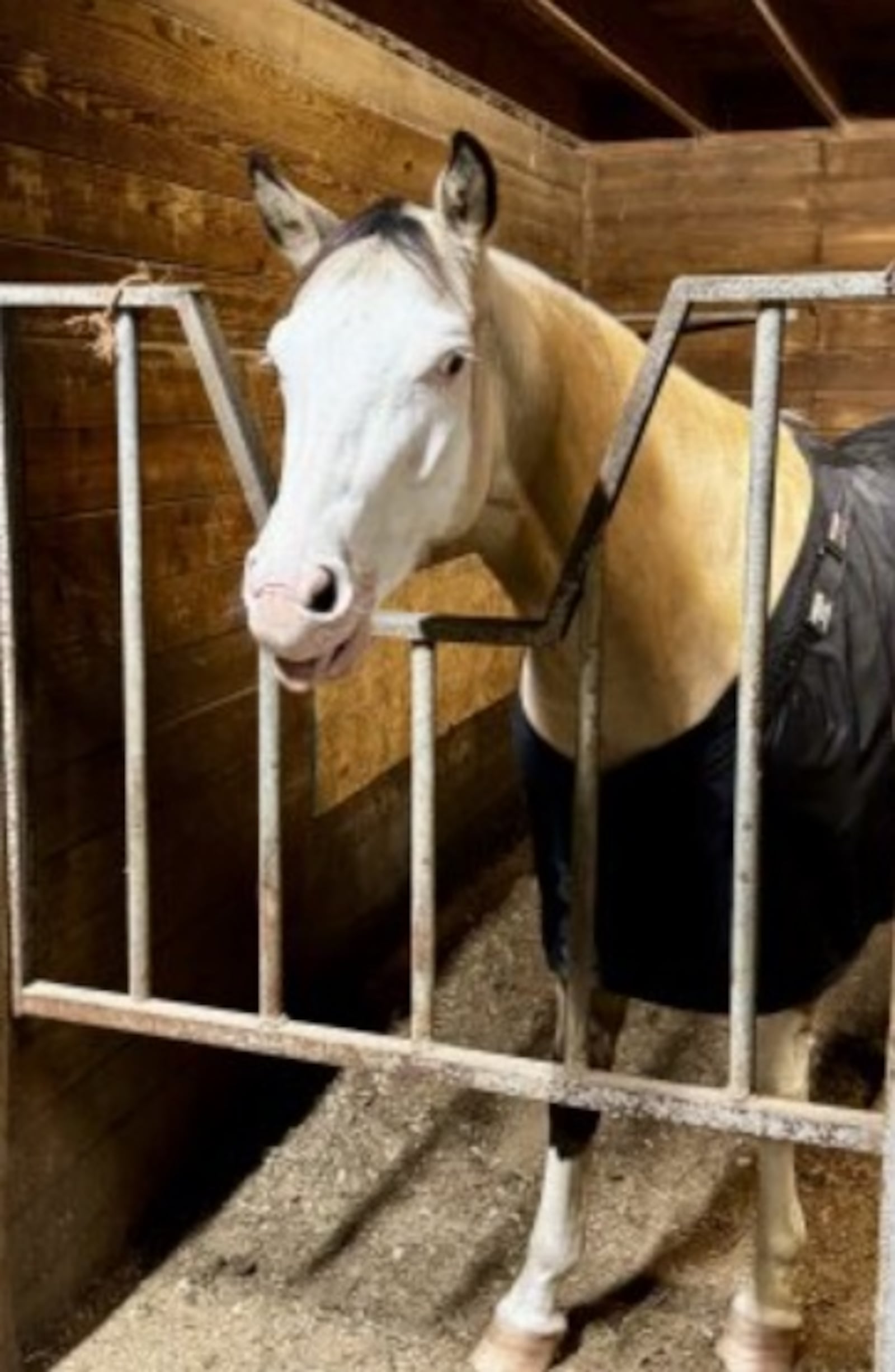 Maverick, the sweet but spicy gelding. CONTRIBUTED