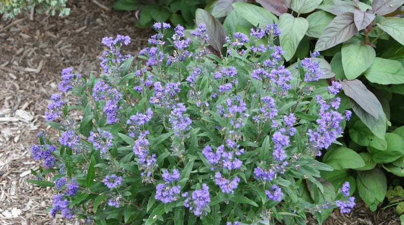 Caryopteris is a great plant to attract pollinators to the garden. CONTRIBUTED PHOTO