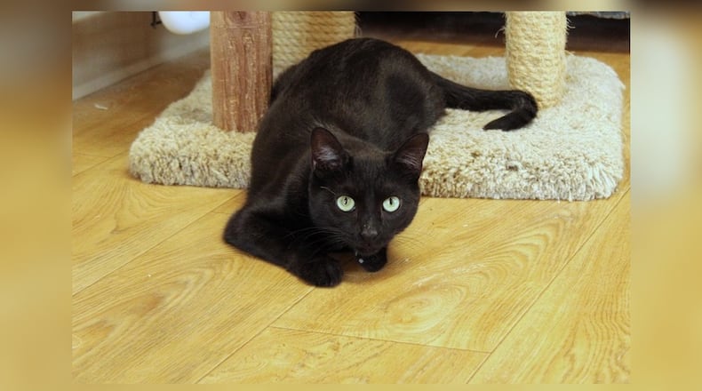 Hello, I’m Jet. I’m a little on the shy side, but don’t let that fool you. I have a heart full of love to give. I’m a gentle soul, who enjoys quiet moments and soft voices. I’m friendly too, once I get to know you. I might need a little time to warm up, but once I do, I promise to be your best friend. I’m not one for loud noises or sudden movements, but I am one for cuddles and companionship. I’m looking for a home where I can feel safe and loved. I have so much love to give, and all I want is to share it with you. Come visit me at Paws Animal Shelter, 1535 West U.S. Highway 36, Urbana, online at pawsurbana.org, Facebook at facebook.com/paws.urbana, on Petfinder at petfinder.com or call 937-653-6233. Paws is in need of volunteers and foster homes. CONTRIBUTED