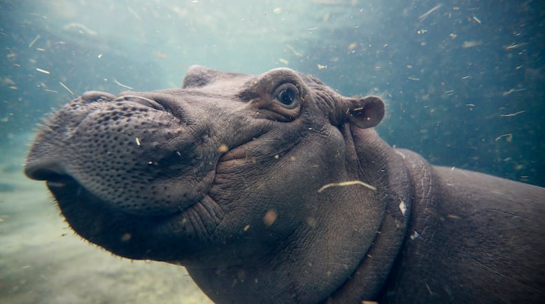 FILE - In this Nov. 2, 2017, file photo, Fiona, a Nile hippopotamus plays in her enclosure at the Cincinnati Zoo & Botanical Garden, in Cincinnati. The zoo said Fiona will soon eat nothing but grown-up hippo food as shes weaned from her bottles of formula. (AP Photo/John Minchillo, File)