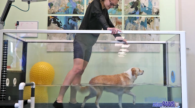 Pet physical therapist Hayley Uselton works with "Callie" in the AquaPAWS treadmill Tuesday, August 2, 2022 at the PAW Center in Springfield. The water filled tank alows dogs to weigh less as they walk on the treadmill, allowing them to exercise joints without putting too much strain on them. BILL LACKEY/STAFF
