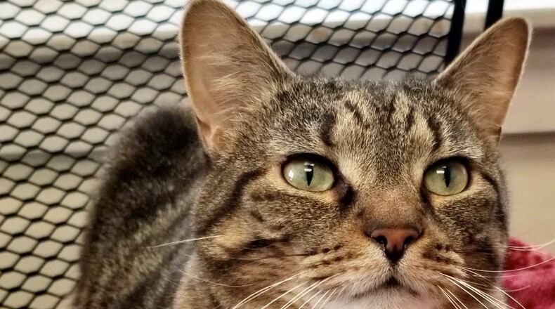 John Wayne is a 5-year-old neutered tan and black male tiger. He is very well behaved and he is declawed. He gets along well with other cats. However he is on a special C.D. food and will not be able to eat any other kind of food. Meet John Wayne at the Paws Animal Shelter (PAWS), 1535 West U.S. Highway 36, Urbana. Check out PAWS at www.pawsurbana.com, on Facebook at www.facebook.com/paws.urbana, on Petfinder at petfinder.com or call 937-653-6233. CONTRIBUTED