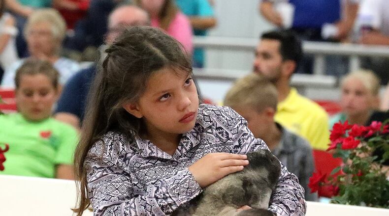 Taylor Workman, 9, pets her sheep as she holds it during the Auction of Champions Friday at the Clark County Fair. BILL LACKEY/STAFF