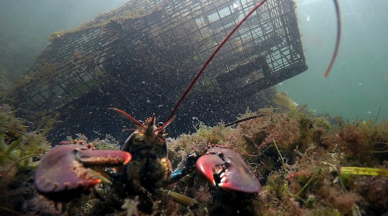 FILE - A lobster guards its territory in front of a trap on Sept. 3, 2018, near Biddeford, Maine. (AP Photo/Robert F. Bukaty, File)