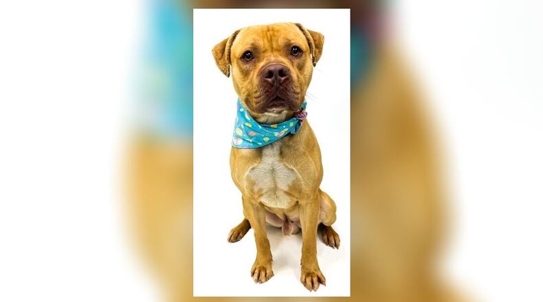Meet Frank. He is a 2.5-year-old, 58 lb. mixed breed. Frank is smart and loves to play. He seems to do well here at the shelter with other dogs but, we always recommend a meet-n-greet prior to adopting. We have not tested him with children but, he is super friendly, so bring them in to meet him. We do not have cats to test with either, so you may bring them as well. His adoption fee is $77 as he is the Pet of the Week, and that includes his neuter, vaccines, microchip, dog license and a free vet check. Clark County Dog Shelter is at 5201 Urbana Road, Springfield. CONTRIBUTED