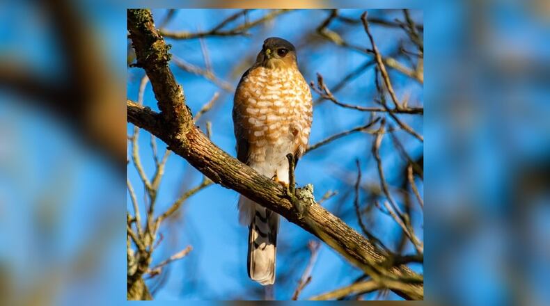 From first timers to seasoned bird watchers, winter birding offers plenty of opportunities to have fun and learn something new.