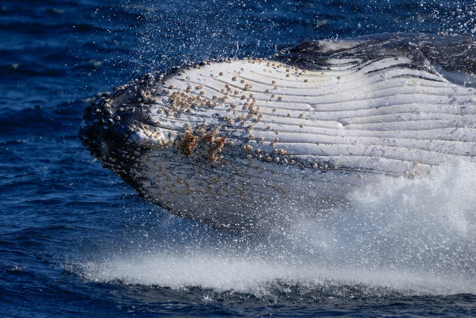 FILE - A humpback whale breaches off the coast of Port Stephens, Australia, on June 14, 2021. (AP Photo/Mark Baker, File)