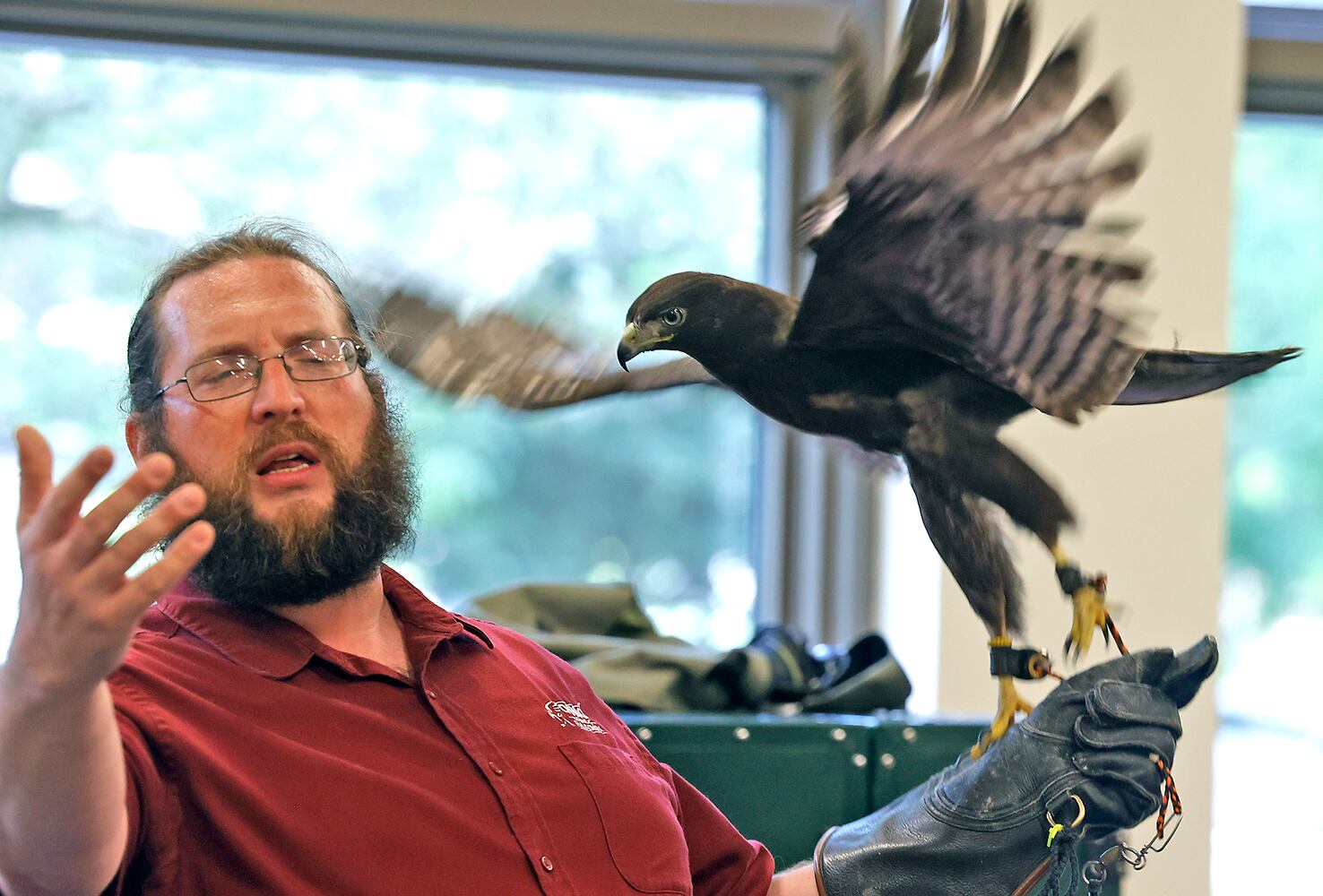 Library Falconry SNS
