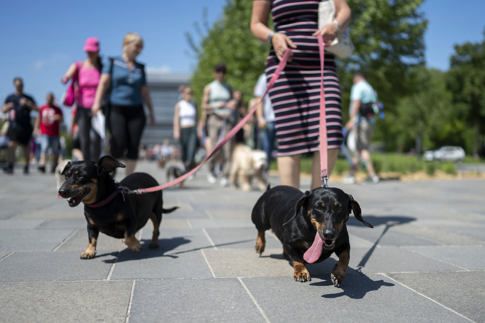 Dachshunds and their owners take part in an attempt to set Hungary’s record for the largest dog walk of a single breed, at Budapest City Park, Budapest, Thursday, May 1, 2025. (AP Photo/Denes Erdos)