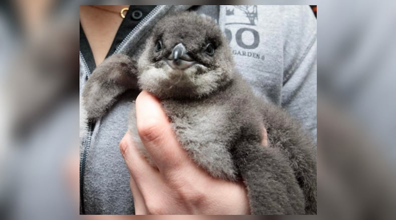 The Cincinnati Zoo and Botanical Garden is showing its support for the Cincinnati Bengal's with its new penguin chick. The penguin was named Cup O' Joe Burrow in honor of the team's star quarterback. Most of the little blue penguins have a food-related name, so the zoo added Cup O' to the chick's official name. Photo courtesy the Cincinnati Zoo and Botanical Garden.