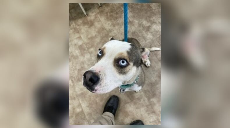 Diva is a 48 lb. female mixed-breed, who has been at the shelter since early August. She is patiently awaiting the perfect home. She seems good around other dogs. Her adoption fee this week is $111, and that includes her spay, vaccines, heartworm test, monthly flea and heartworm prevention, microchip, 2022 dog license, and a free vet check. Call 937-521-2140, for an appointment. Clark County Dog Shelter is at 5201 Urbana Road, Springfield. CONTRIBUTED