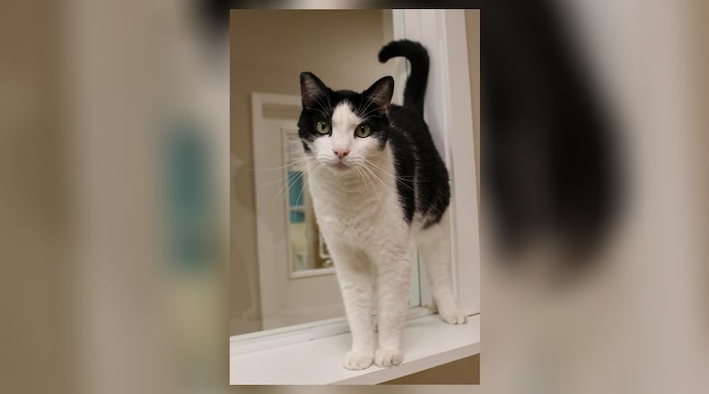 Ying is very friendly and loves treats. If you want a loving cat who wants another person or family to love him, consider Ying. Ying has special needs, because he has a bone marrow issue, but it is easily treated with daily medication. Ying is a favorite with all the volunteers and staff because of his sweet, loving nature. Come visit Ying at the Paws Animal Shelter, 1535 West U.S. Highway 36, Urbana. Check out Paws at pawsurbana.org, on Facebook at facebook.com/paws.urbana, on Petfinder at petfinder.com or call 937-653-6233. Paws is in need of volunteers and foster homes. CONTRIBUTED