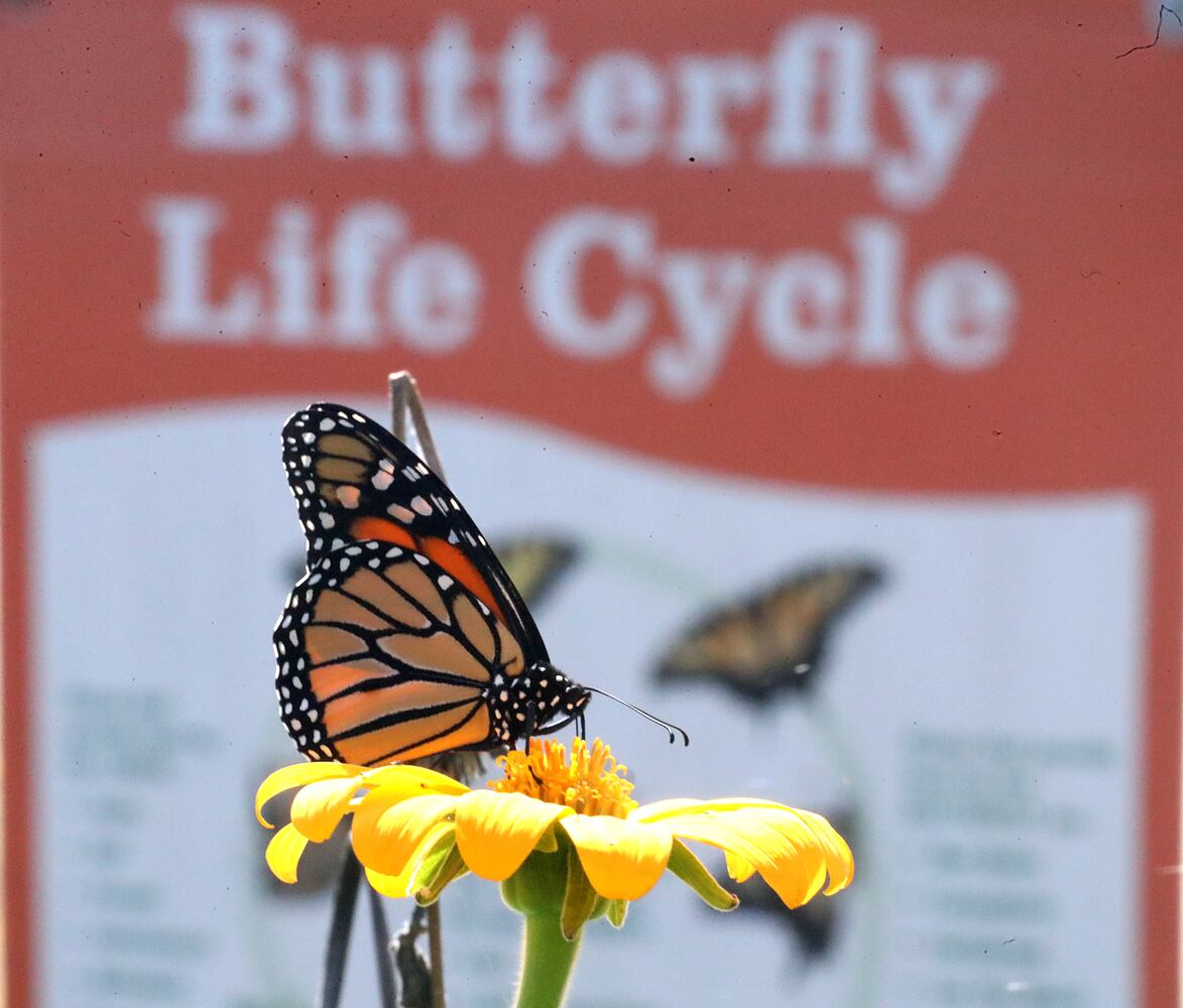 091821 Butterflies SNS