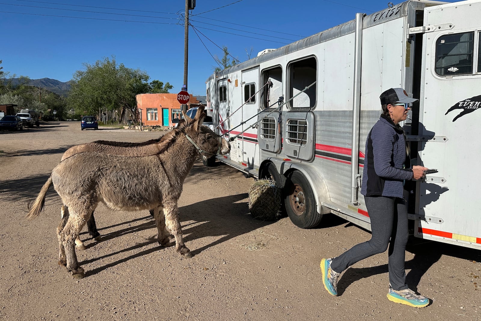 Pack burros are placed outside their trailers in Cerrillos, N.M., on Saturday, May 3, 2025. (AP Photo/Morgan Lee)