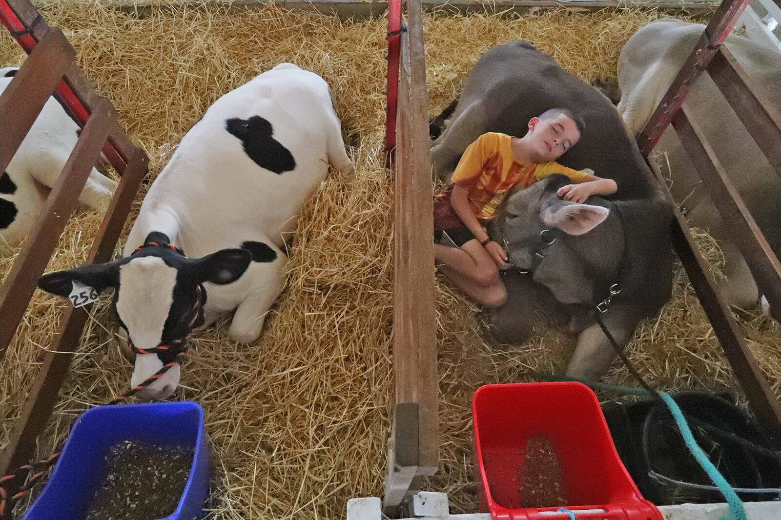 Noah Trick, 10, relaxes with one of his family's dairy calves Tuesday at the Clark County Fair. The images was one of several News-Sun photographer Bill Lackey entered on his way to winning the ONPA's Photographer of the Year award. BILL LACKEY/STAFF