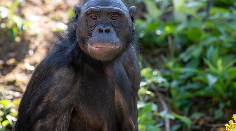 Unga, a 29-year-old bonobo, who drew much-needed attention to her endangered species and touched the hearts of many around the world -- including through a Broadway musical’s nod to her story -- has died at the Columbus Zoo and Aquarium. GRAHM S. JONES / COLUMBUS ZOO AND AQUARIUM
