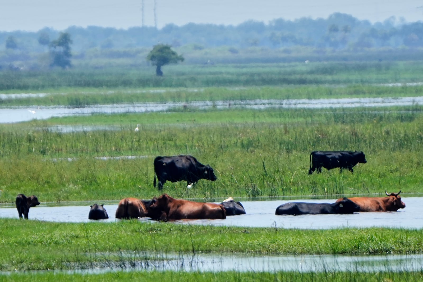 Cattle cool off from the summer heat in a marsh along the St. Johns River, Tuesday, July 29, 2025, in Brevard County, Fla. (AP Photo/John Raoux)