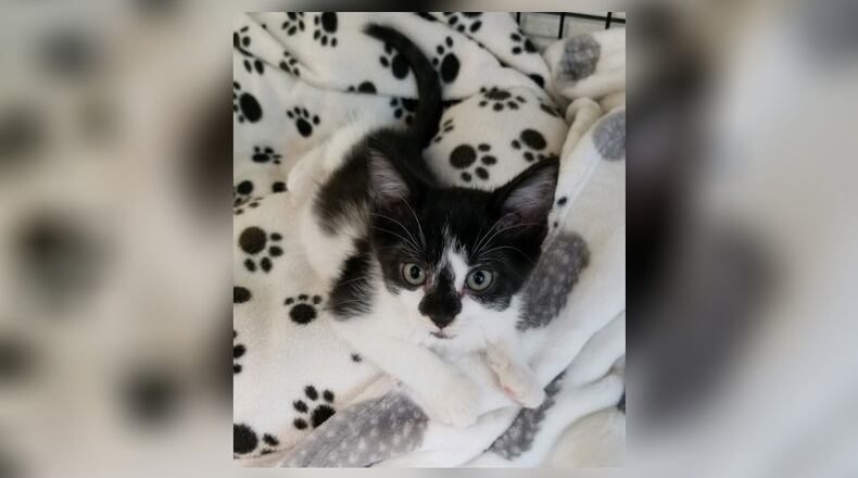 Meet Elsie! Elsie may be a tiny kitten but she has a great big spirit and is very spunky. She loves to play, purr and nap. Come by and visit Elsie at the Paws Animal Shelter, 1535 West U.S. Highway 36, Urbana, Ohio. She’s looking for a fur-ever home. Check out PAWS at www.pawsurbana.com, on Facebook at www.facebook.com/paws.urbana, on Petfinder at petfinder.com or call 937-653-6233. CONTRIBUTED