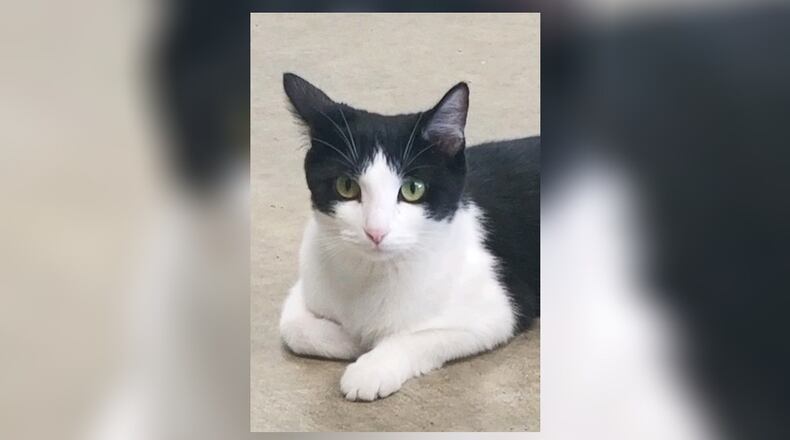 Nala is a very pretty 1-year-old black and white cat. She came to the shelter pregnant and had her four kittens in a foster home. They have been weened, she has been spayed, and Nala is now looking for her fur-ever home. Come meet her at the Paws Animal Shelter, 1535 West U.S. Highway 36, Urbana. Check out PAWS at pawsurbana.com, on Facebook at facebook.com/paws.urbana, on Petfinder at petfinder.com or call 937-653-6233. PAWS is in need of volunteers and foster homes. CONTRIBUTED