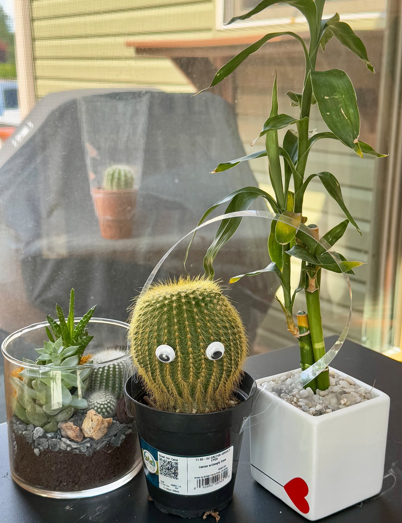 Unnamed terrarium, Cactus Jack and Unlucky. Caren the Cactus, banished to the outdoors, pictured in background.  CONTRIBUTED