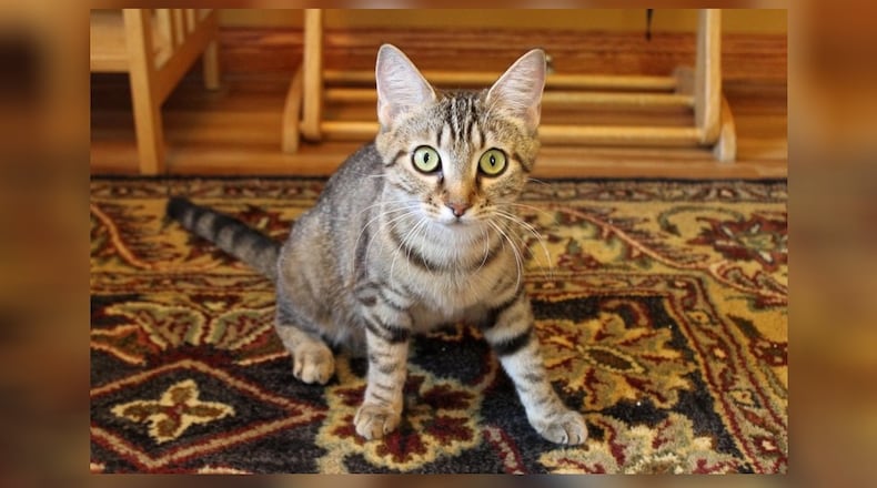 I’m Sophie. My days are filled with playful pounces and gentle purrs. I’m a mother and have spent my days teaching my two kittens the art of chase and the beauty of a good nap. I’ve seen them grow, learn, and find their own paths. Now, it’s my turn. I’ve got a lot of love left to give, and I’m hoping to find a family who can share in my joy. Adopting me means welcoming a friend who’ll cherish every moment with you. Meet me at the Paws Animal Shelter, 1535 West U.S. Highway 36, Urbana. Check out Paws at pawsurbana.com, on Facebook at facebook.com/paws.urbana, on Petfinder at petfinder.com or call 937-653-6233. To apply to adopt any of the cats or kittens, visit pawsurbana.org. Paws is in need of volunteers and foster homes. CONTRIBUTED