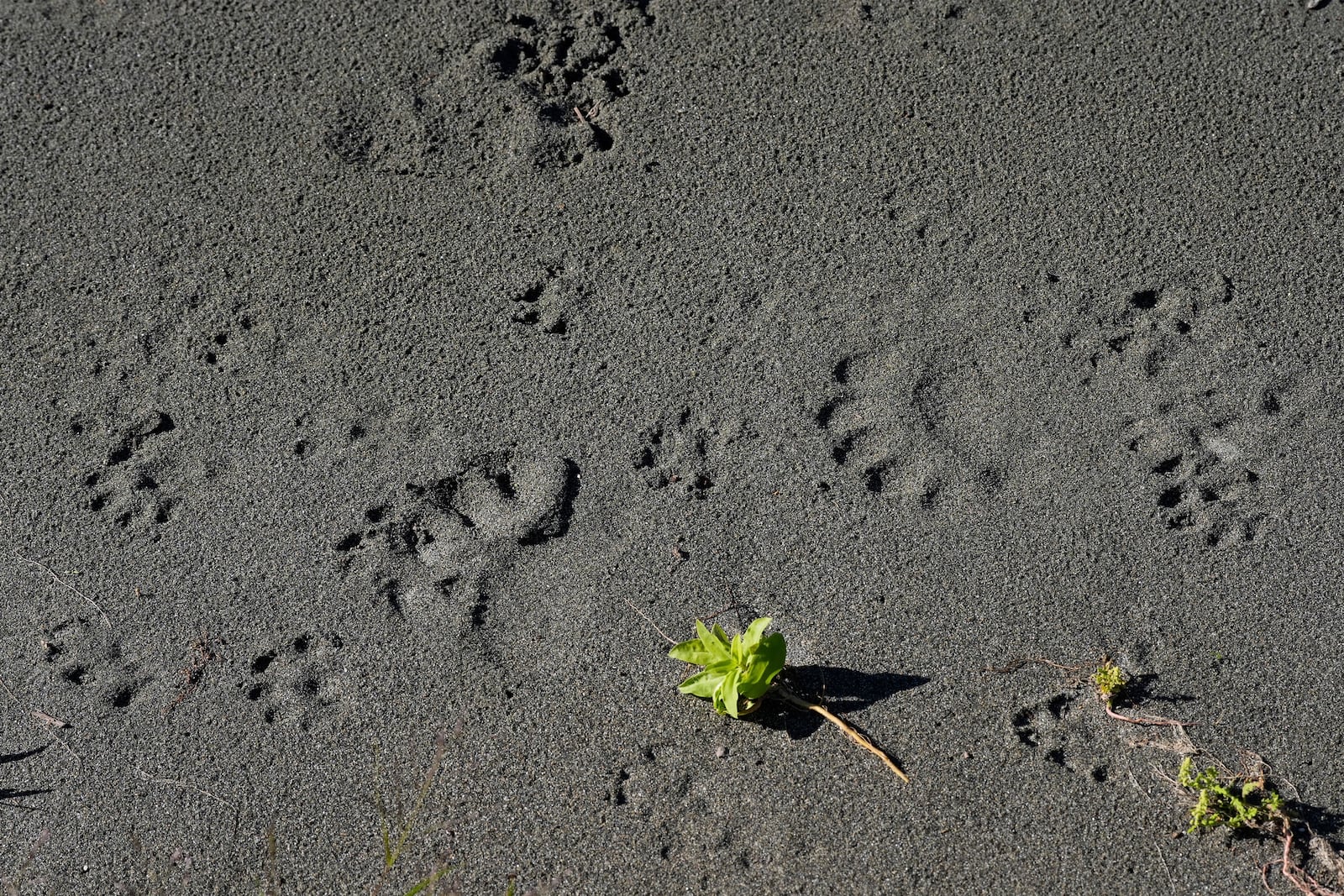 Wildlife footprints are visible on a bank of the Klamath River, Thursday, Sept. 19, 2024, in Humboldt County, Calif. (AP Photo/Godofredo A. Vásquez)