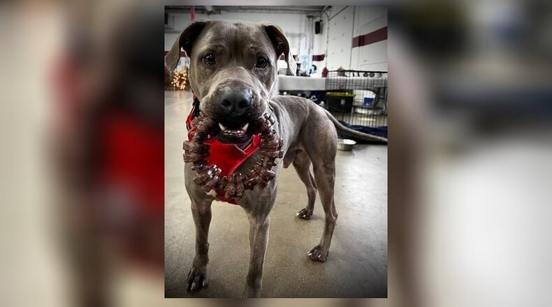 Meet Parker. He is a 60 lb., mixed-breed, 5-6 year old, sweetheart. Parker needs a loving family to take him in, and show him how much he can be loved. He does well with children. He seems okay with other dogs but we are unsure about cats. We do recommend a meet-n-greet, prior to adopting. His adoption fee this week is $77, as he is Clark County Dog Shelter’s Pet of the Week. This price includes his vaccines, alteration, microchip, dog license, and a free vet check. Clark County Dog Shelter is at 5201 Urbana Road, Springfield. CONTRIBUTED