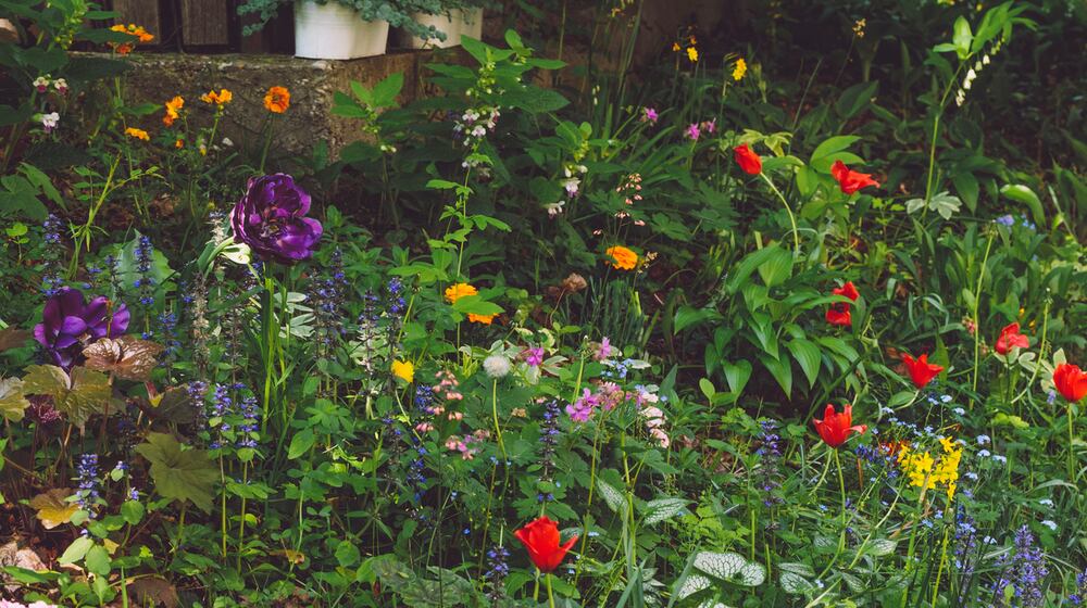Balance between a healthy landscape for pollinators is something that one can maintain and love. Landscapes that are all native may be great for pollinators and other creatures, but may not work for some people. ISTOCK