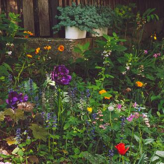 Balance between a healthy landscape for pollinators is something that one can maintain and love. Landscapes that are all native may be great for pollinators and other creatures, but may not work for some people. ISTOCK