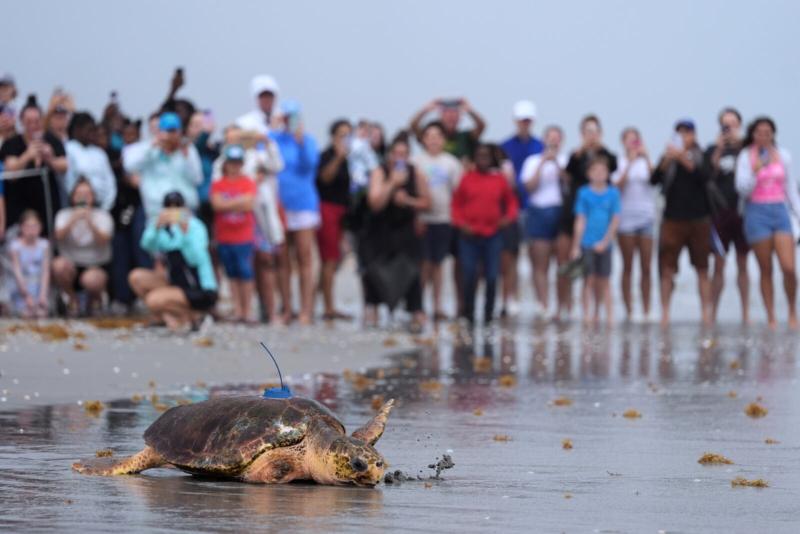 People look on as an adolescent loggerhead sea turtle named Dilly-Dally, whose front flipper was amputated after she was rescued in January suffering from predator wounds, crawls toward the Atlantic Ocean after being released, on the beach in front of Loggerhead Marinelife Center in Juno Beach, Fla., Wednesday, June 4, 2025. (AP Photo/Rebecca Blackwell)