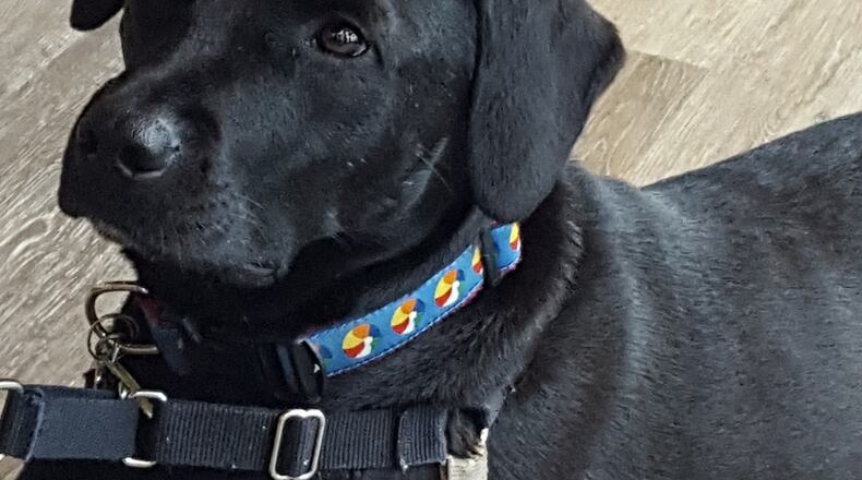Teddy using his big brown eyes to try to persuade his dad to take him on a car ride. KARIN SPICER / CONTRIBUTOR